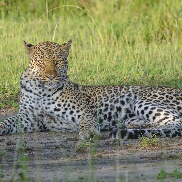 10 Days Uganda wildlife safari