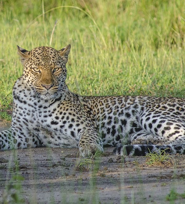 10 Days Uganda wildlife safari