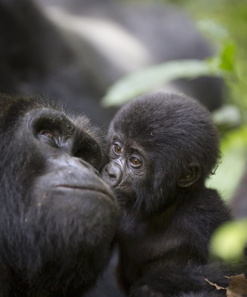 5 Days Gorilla trekking Uganda Safari
