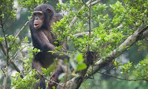 5 Days Rwanda Wildlife Safari