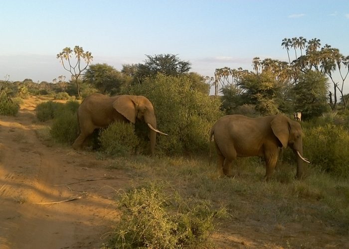 14 days kenya safari