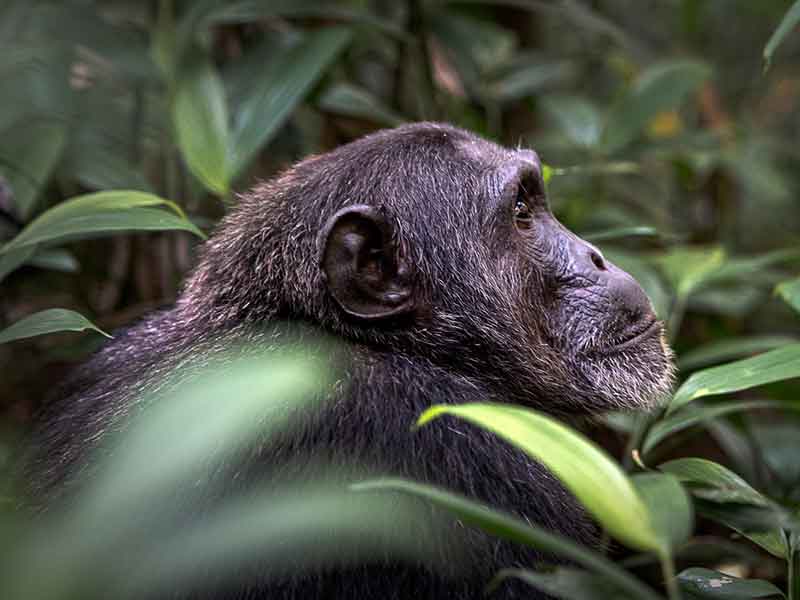 3 days Chimpanzee Tracking